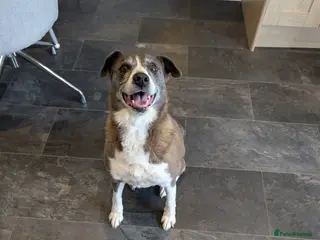 Mixed Breed dogs Rehome - Advert 2