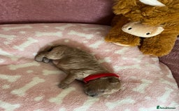 Cockapoo dogs for sale: 🌸3 gorgeous chunky Cockapoo puppy’s 🌸 - Image 22