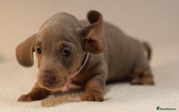 Miniature Dachshund dogs for sale: 5StarsLicensed+KC+PRAClear+VetChecked - Image 1