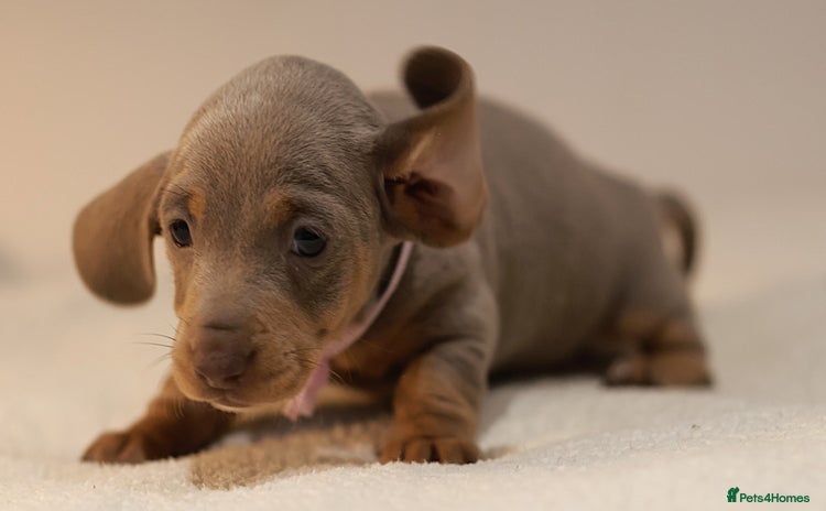 Miniature Dachshund dogs - Advert 1