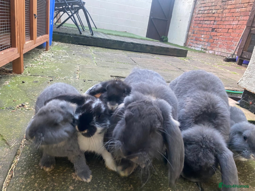 French Lop rabbits for sale: Brc rung Giant French lop rabbits for sale  - Image 31