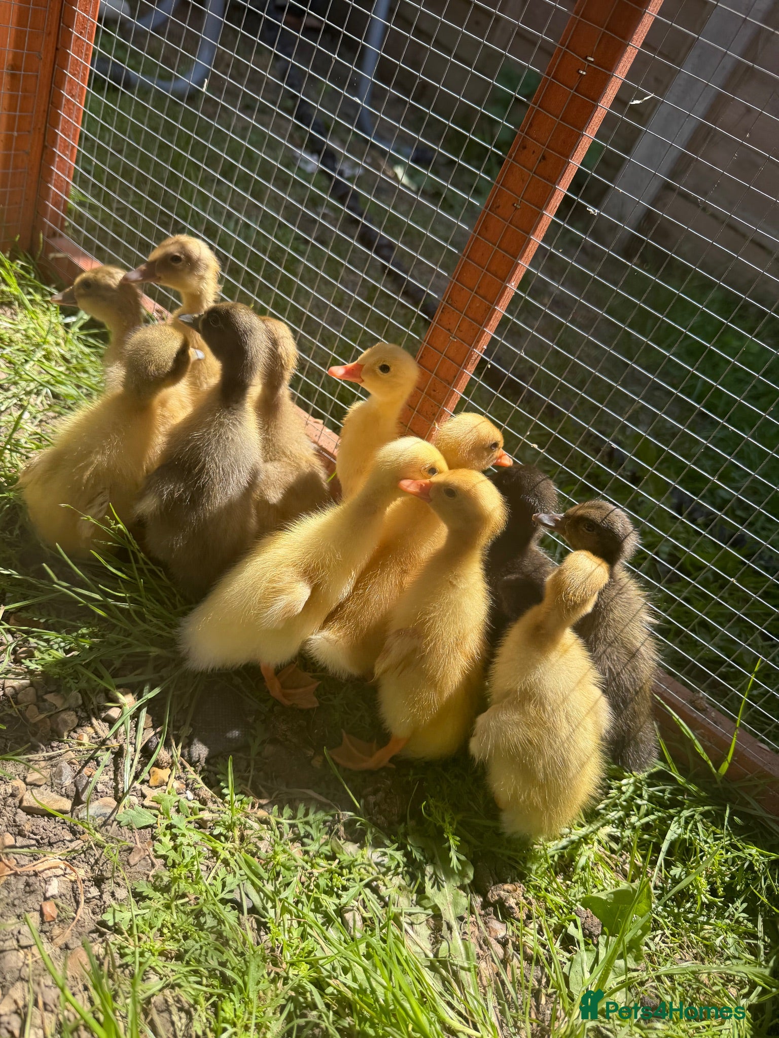 Ducks poultry Runner × Cayuga - Advert 1