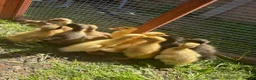 Ducks poultry for sale: Runner × Cayuga - Advert 1