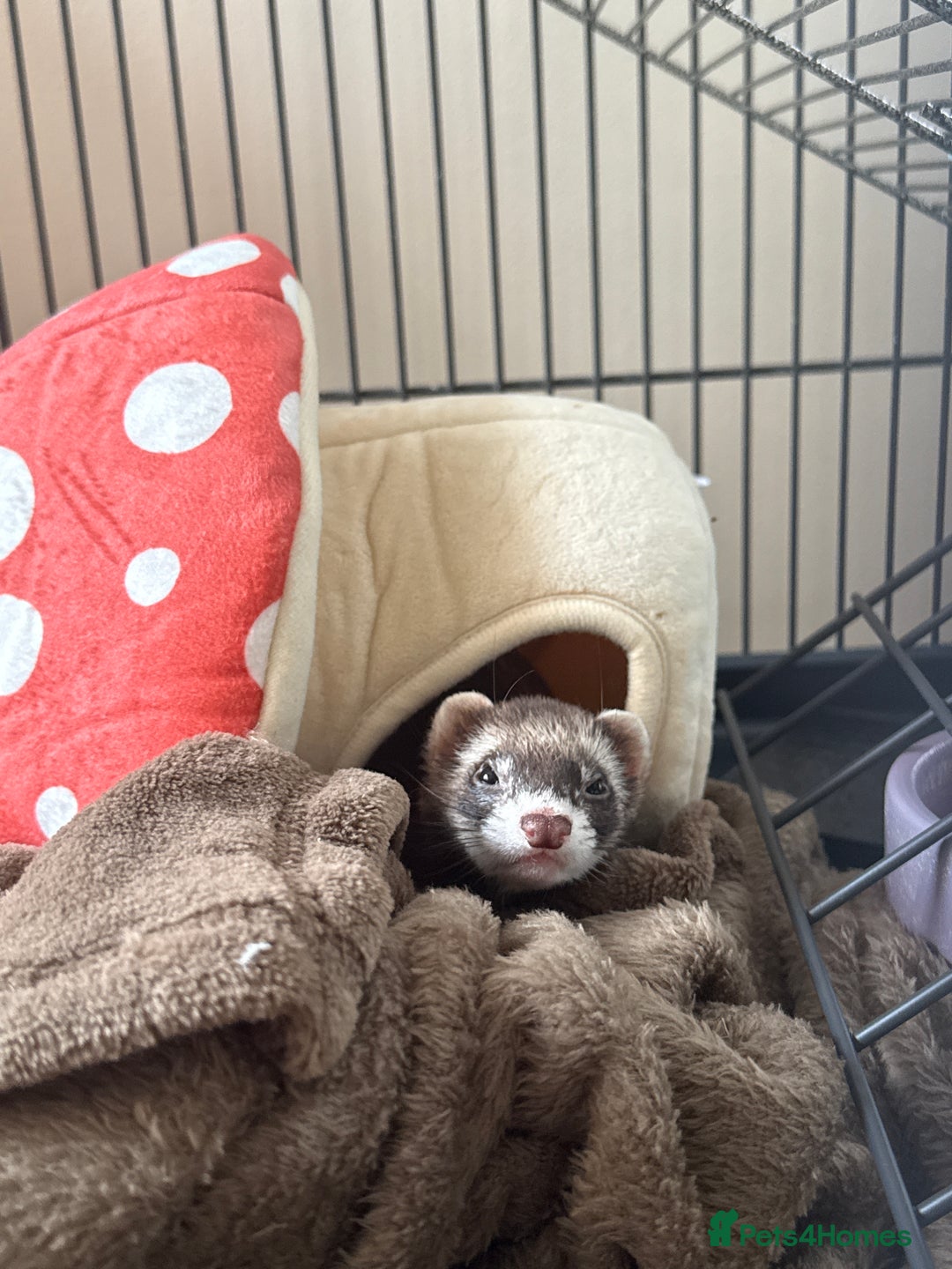 Ferret rodents for sale: Noodle the ferret! 🐾  - Image 1