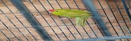 Parakeets birds for sale: Kakariki hen Cinnamon kakariki girl  - Advert 12
