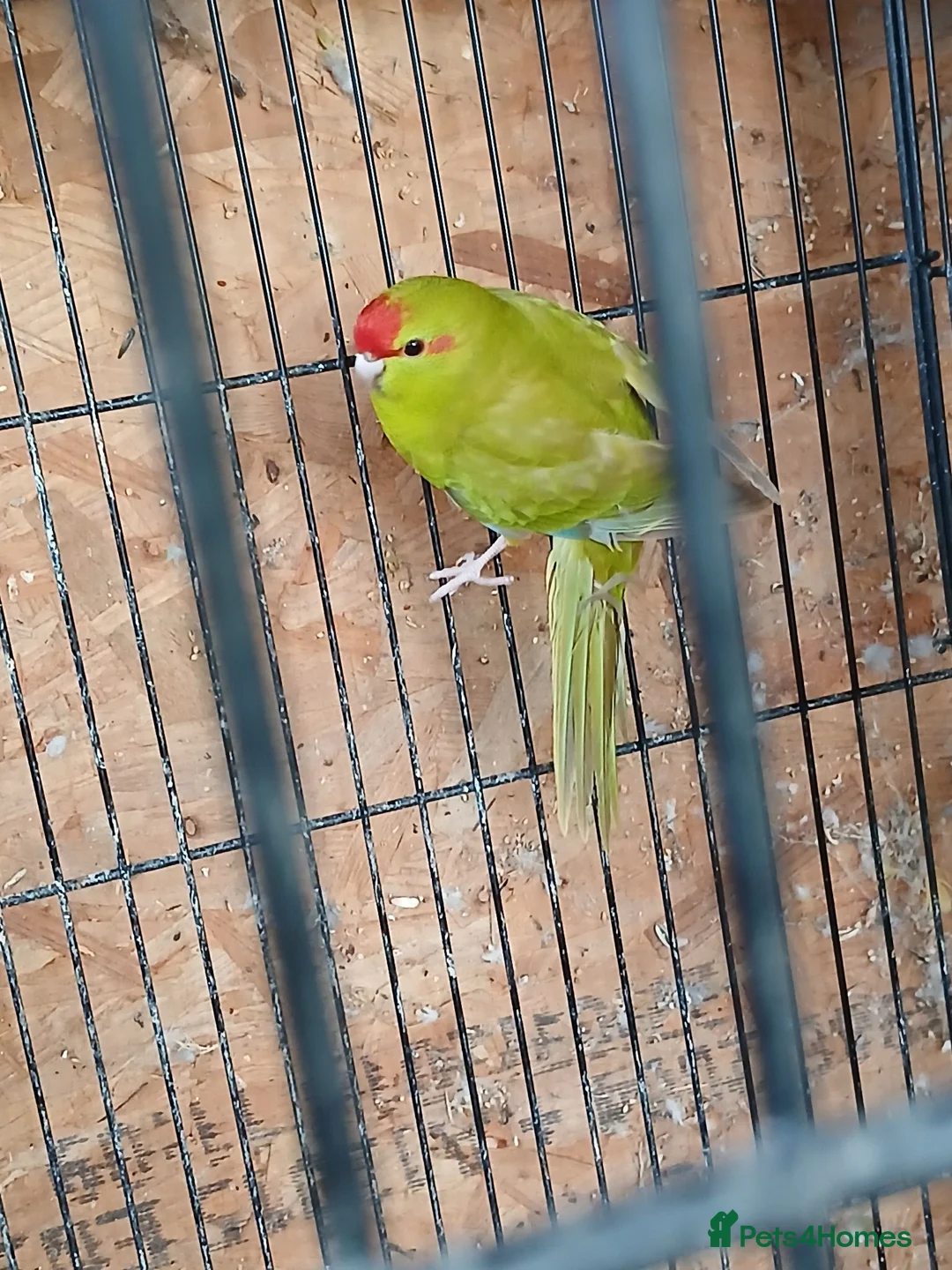 Parakeets birds for sale: Kakariki hen Cinnamon kakariki girl  - Advert 12