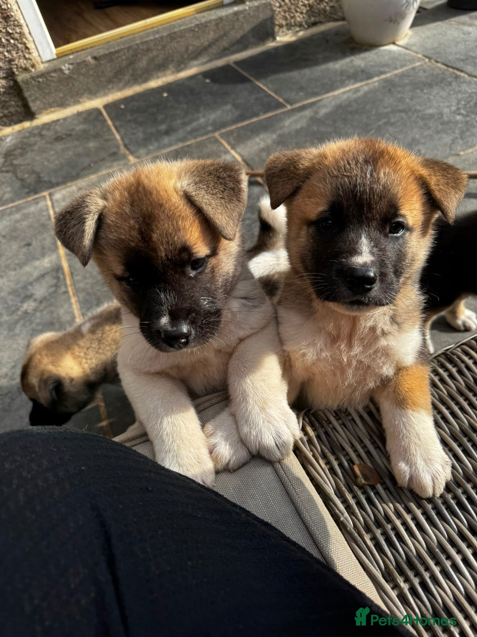 Akita dogs Akita puppy’s  - Advert 9