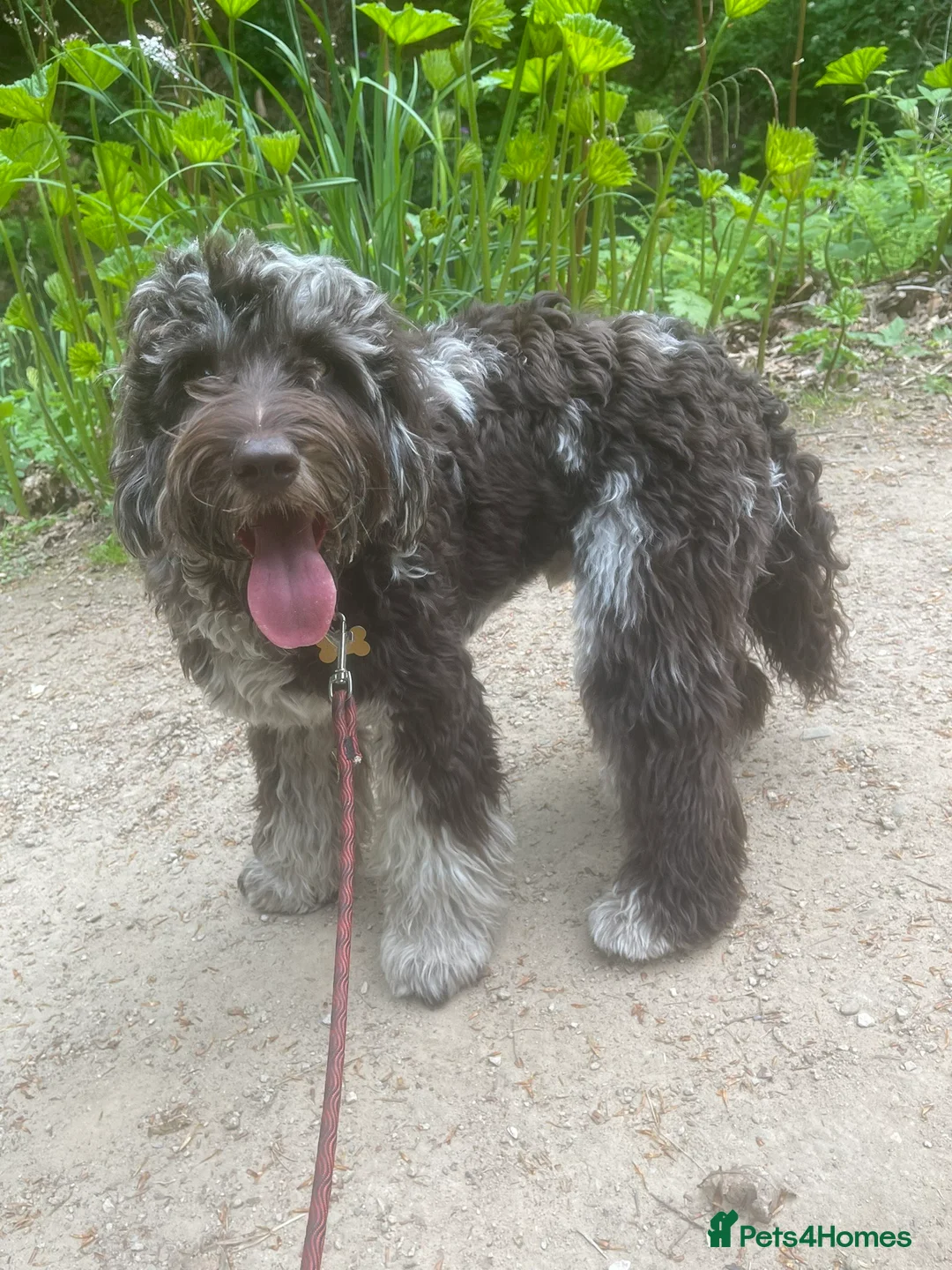 Cockapoo dogs for stud: Multigen Harlequin Merle Cockapoo at Stud in Manchester - Advert 7