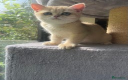 British Shorthair cats for sale: Pure breed British shorthair blue &  golden kitten - Image 7