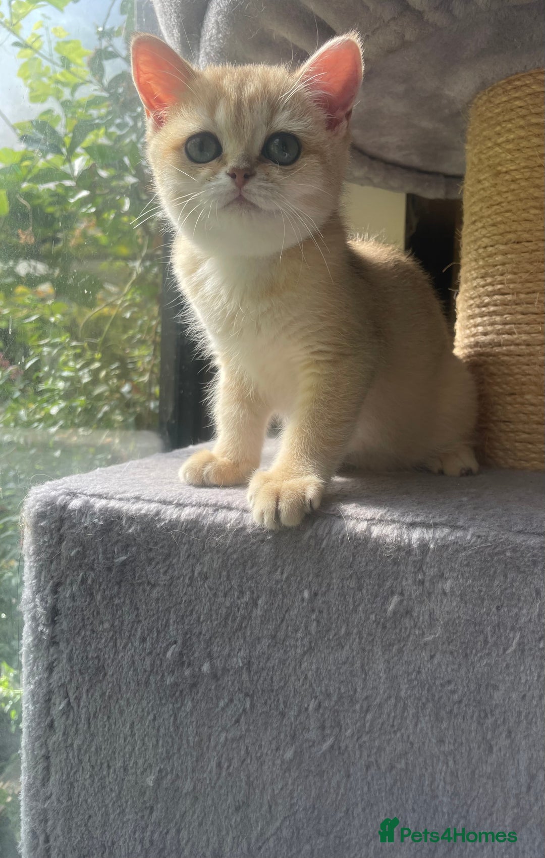British Shorthair cats for sale: Pure breed British shorthair blue &  golden kitten - Image 7