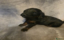 Cockapoo dogs for sale:  F1B COCKAPOO  - Image 3