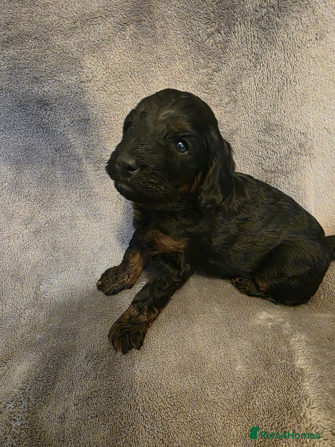 Cockapoo dogs for sale:  F1B COCKAPOO  - Image 3