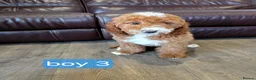 Labradoodle dogs for sale: Adorable F1B Miniature Labradoodle Pups 🐾🩷 - Advert 23