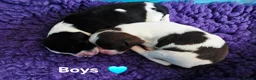 English Springer Spaniel dogs for sale: KC Homebred Health Tested Vet Social Pups 🩷 - Advert 3