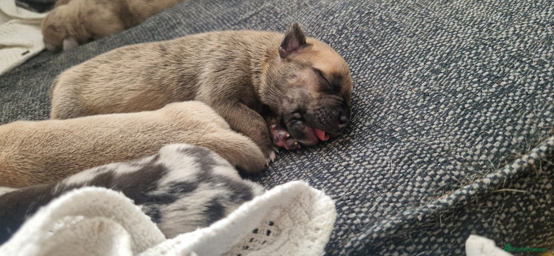 Mixed Breed dogs for sale: 8 Bully X Puppies  - Image 28