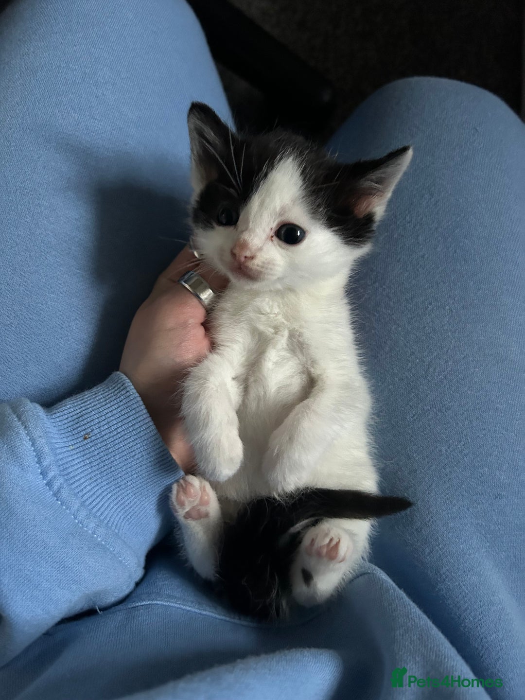 Ragdoll cats for sale: Ragdoll x Tabby Gorgeous Rare Coat Kittens - Advert 13