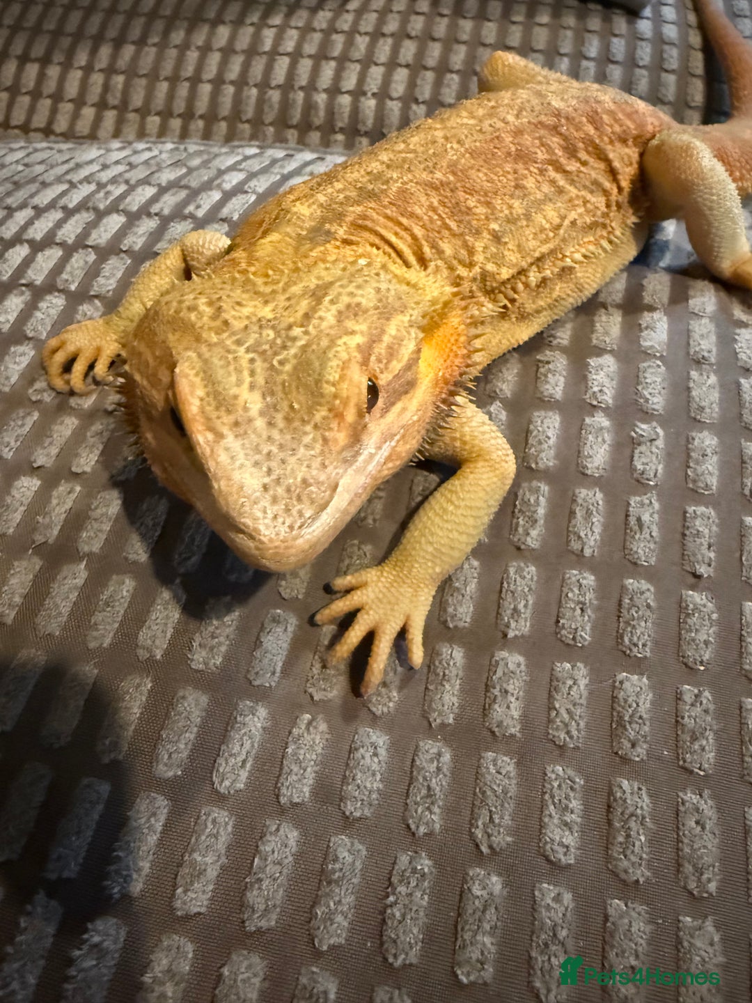 Bearded Dragon reptiles for sale: Male dragon - Image 3