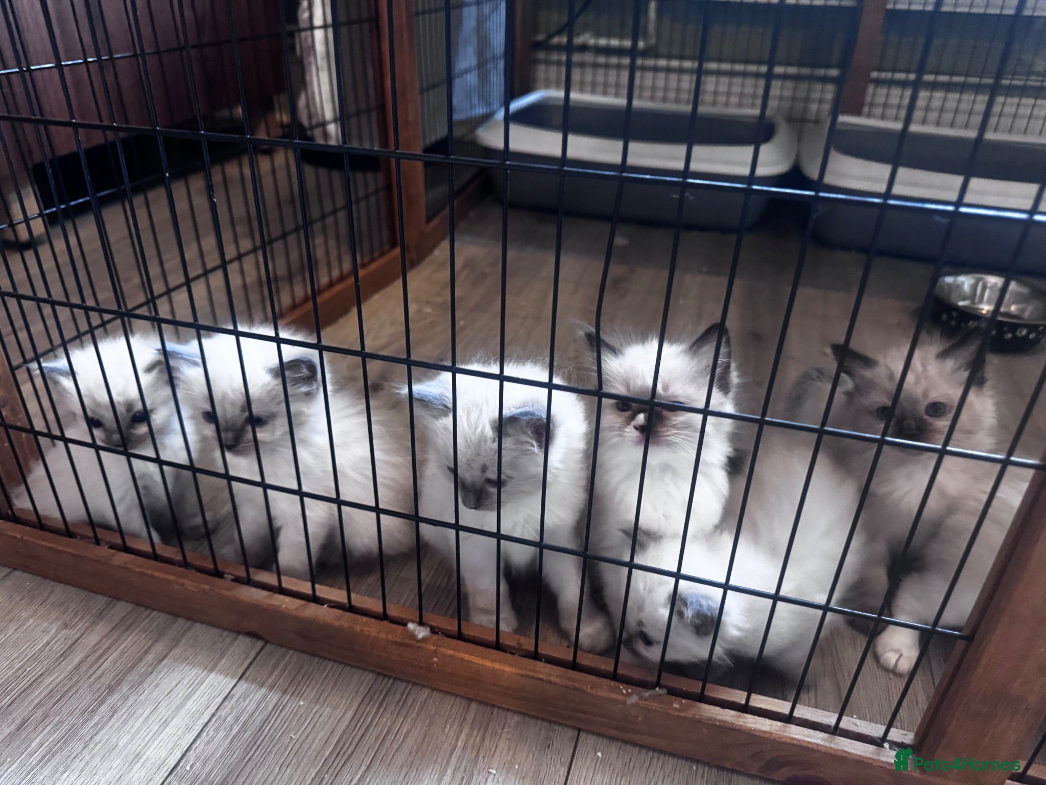 Ragdoll cats Blue ragdolls mitted ragdolls  - Advert 6