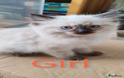 Ragdoll cats for sale: Ragdoll kittens - Image 2