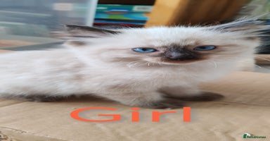 Ragdoll cats - Advert 3
