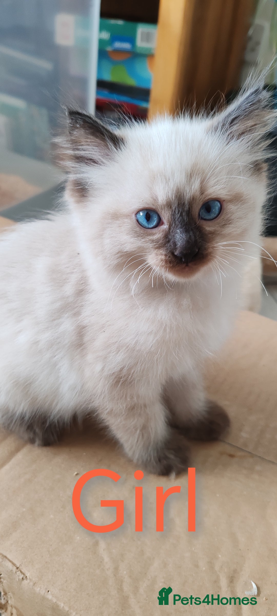 Ragdoll cats for sale: Ragdoll kittens - Image 2