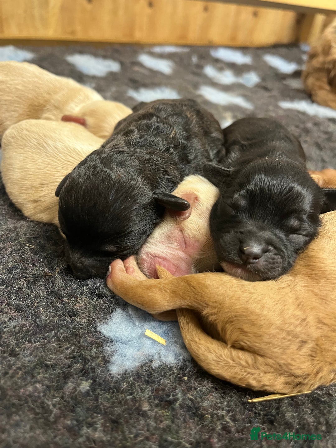 Cockapoo dogs for sale: Beautiful f2 cockapoos - Image 2