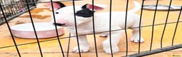 English Bull Terrier dogs for sale: TWO BEAUTIFUL GIRLS READY TO LEAVE  - Advert 3