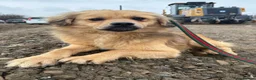 Mixed Breed dogs for adoption: Lol - Norwich Norfolk  - Advert 19
