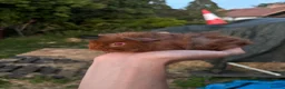 Guinea Pig rodents for sale: Baby guinea pigs for sale  - Advert 5