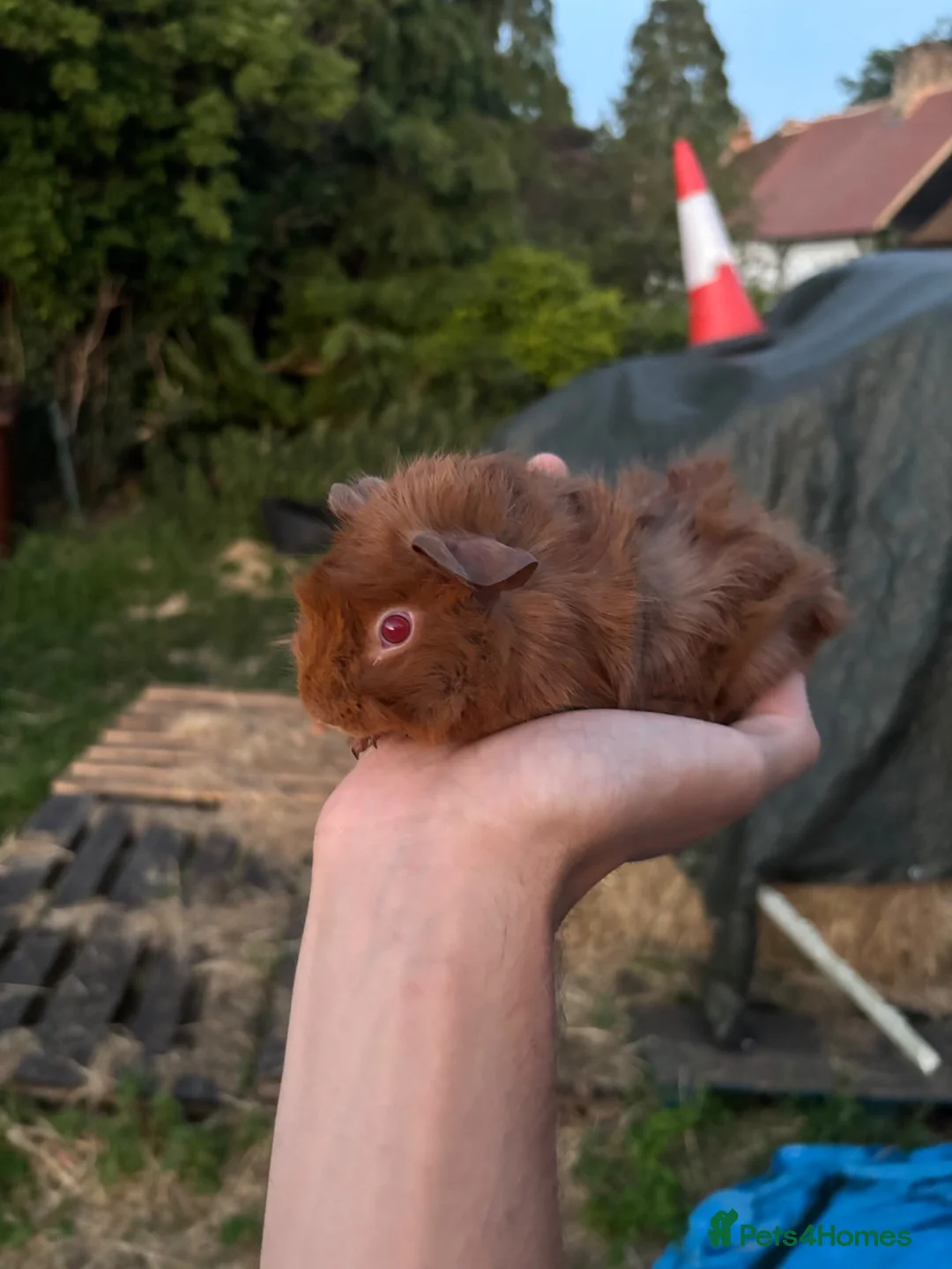 Guinea Pig rodents for sale: Baby guinea pigs for sale  - Advert 5