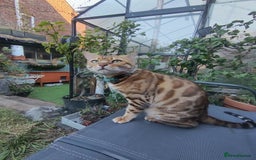 Bengal cats for sale: 🐆 Beautiful TICA Registered Bengal – SarI 🐆 - Image 4