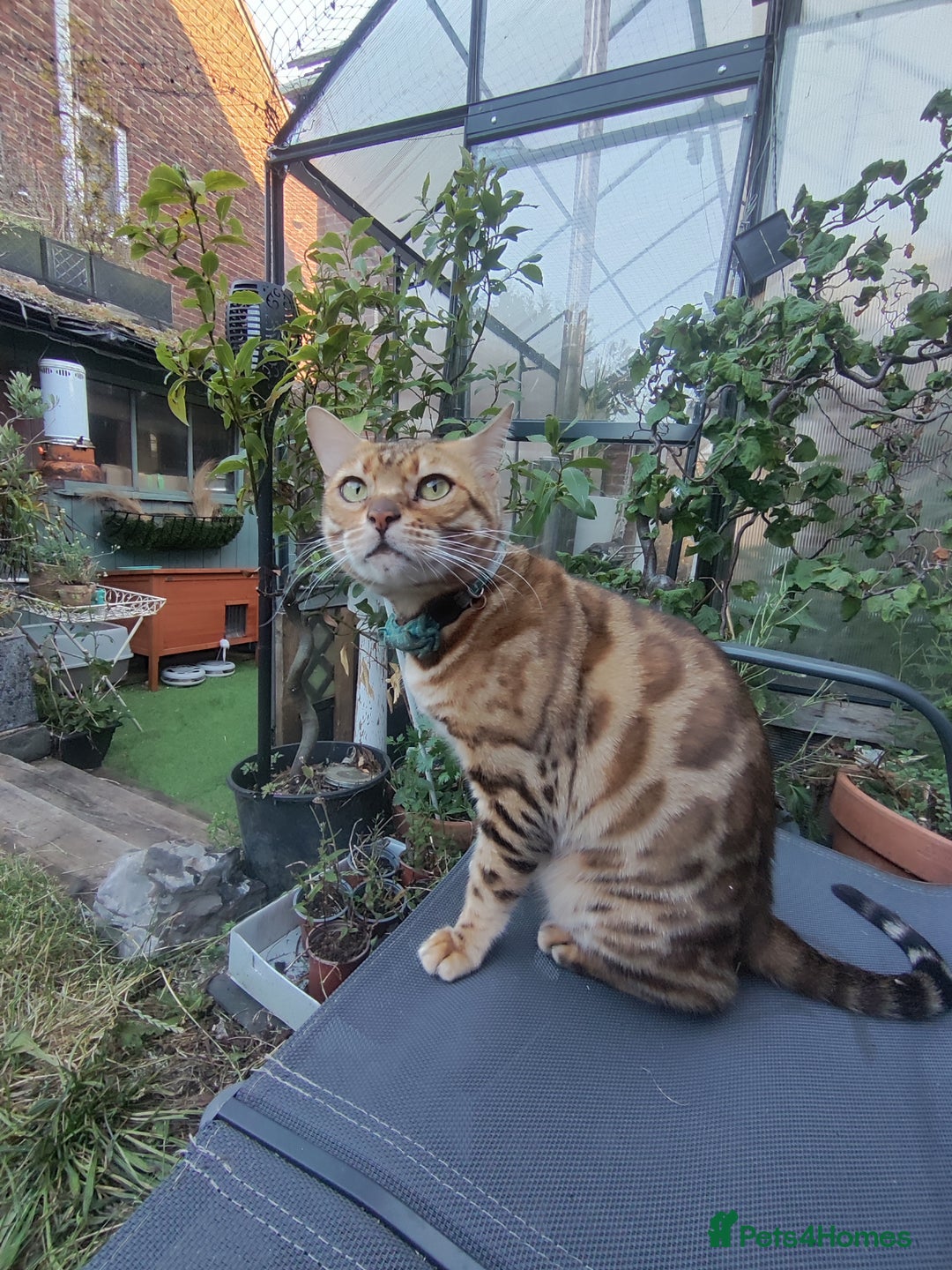 Bengal cats for sale: 🐆 Beautiful TICA Registered Bengal – SarI 🐆 - Image 4