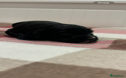 Cocker Spaniel dogs for sale: Kc registered working cocker spaniel - Image 9