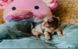 Miniature Dachshund dogs for sale: Long Haired Miniature Dachshund Puppies - Image 4