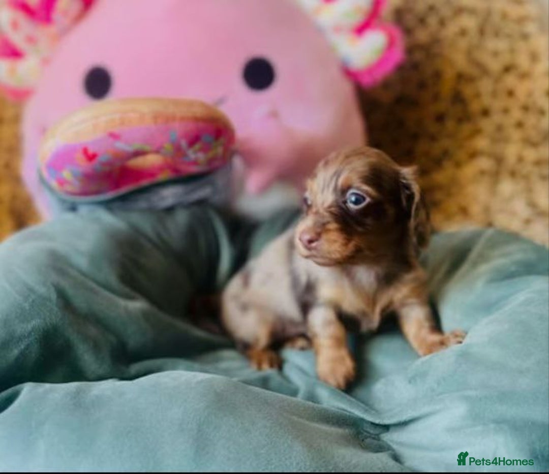 Miniature Dachshund dogs for sale: Long Haired Miniature Dachshund Puppies - Image 4