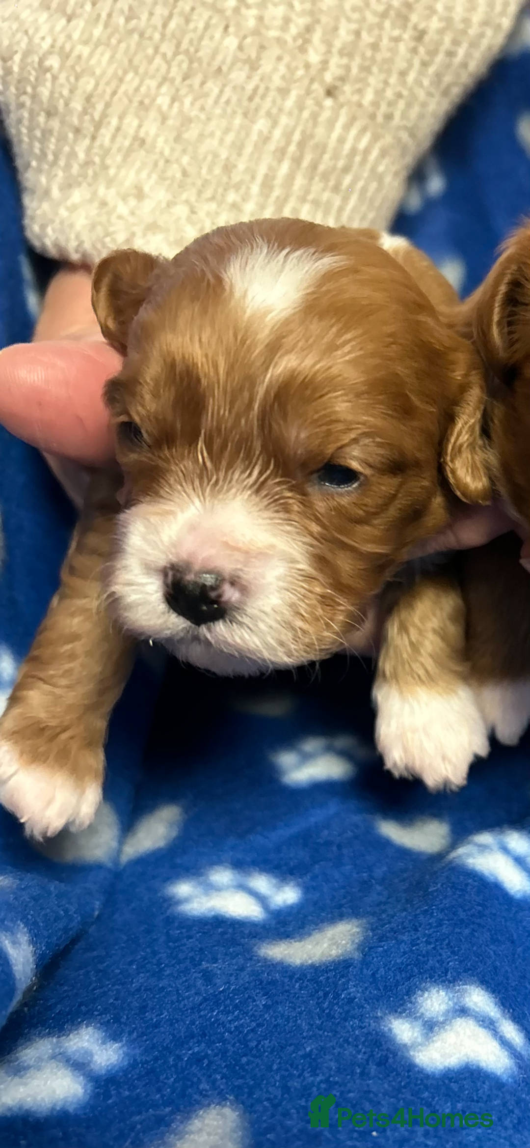 Cavapoo dogs for sale: Stunning litter of F1 cavapoo puppies,DWKC reg  - Advert 9