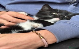 Mixed Breed cats for sale: Beautiful female kitten  - Advert 2