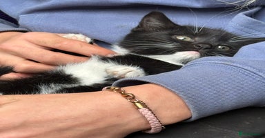 Mixed Breed cats Beautiful female kitten  - Advert 7