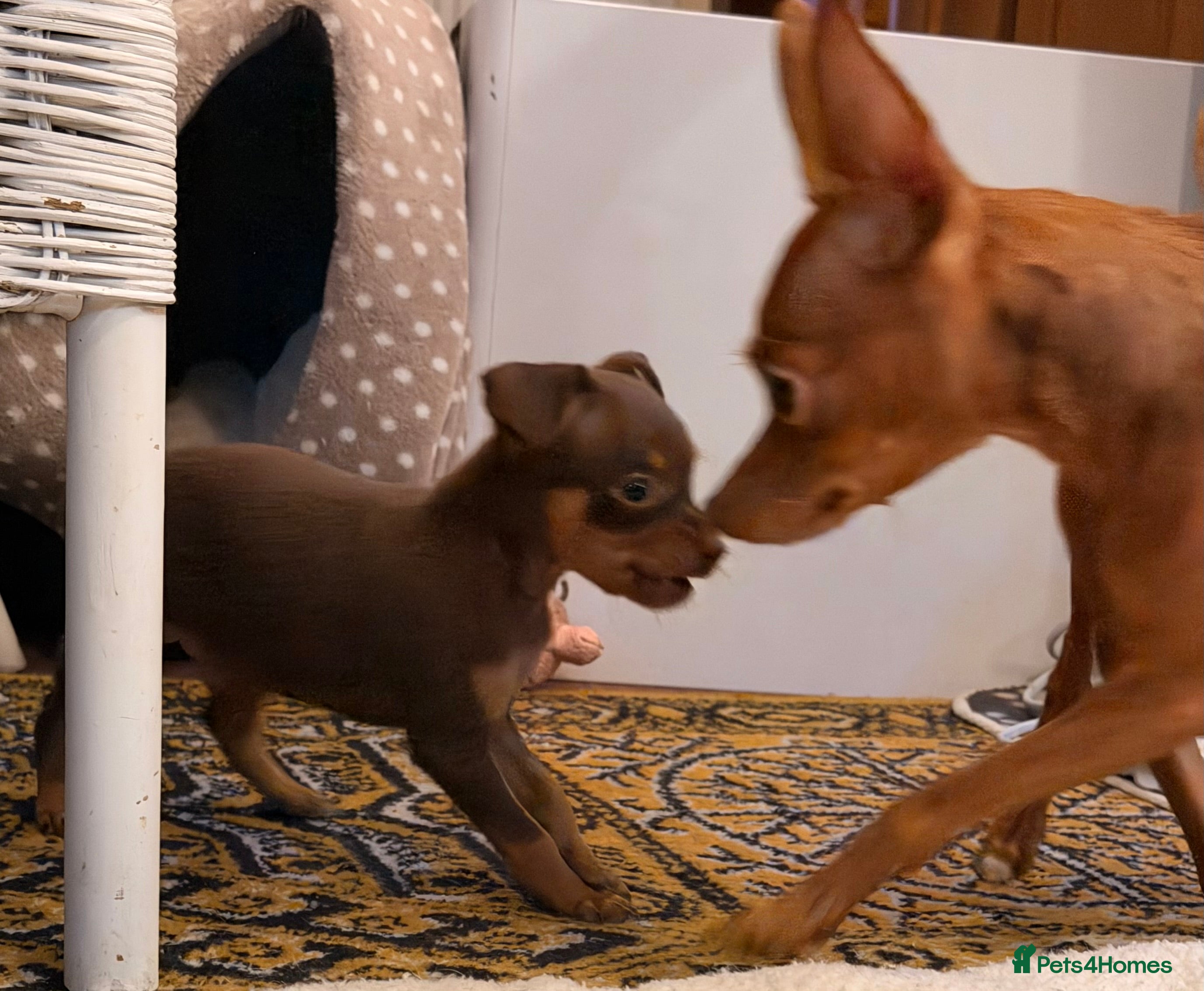 Russian Toy Terrier dogs Cutest little friend for life  - Advert 5