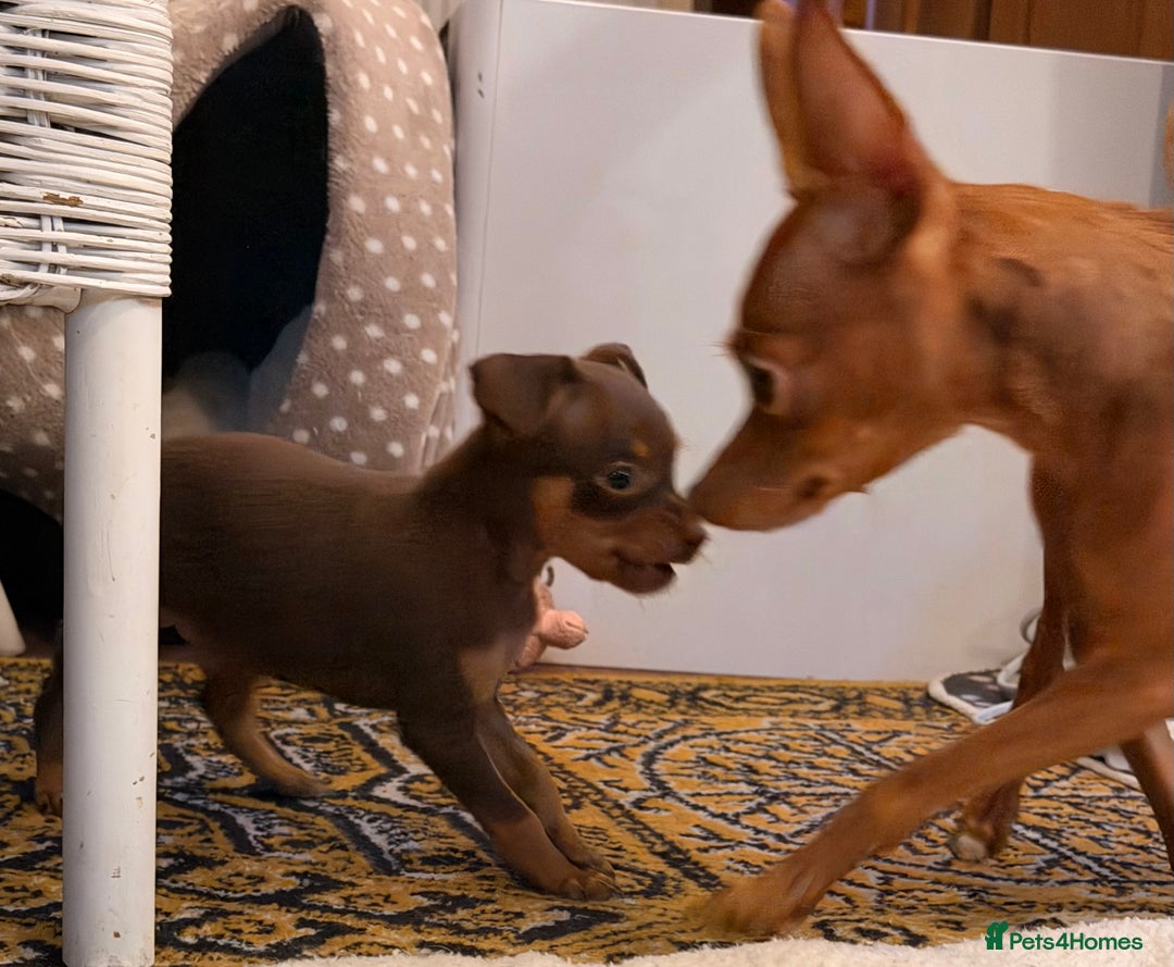 Russian Toy Terrier dogs for sale: Cutest little friend for life  - Advert 1