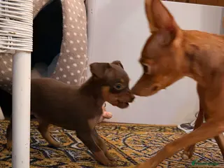 Russian Toy Terrier dogs Cutest little friend for life - Advert 7