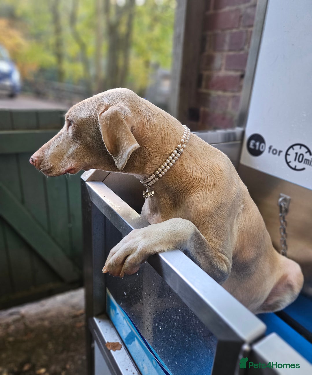 Dobermann dogs for sale: International Champ Bloodlines Pups Ready 25th DEC - Advert 4