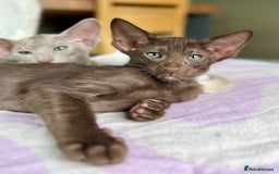 Oriental cats for sale: Pedigree Oriental Siamese kittens GCCF reg - Image 1