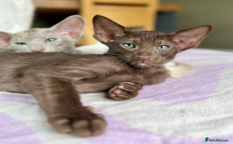 Oriental cats - Advert 1