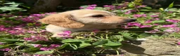 Miniature Dachshund dogs for sale: KC cream miniature long haired creams - Advert 10