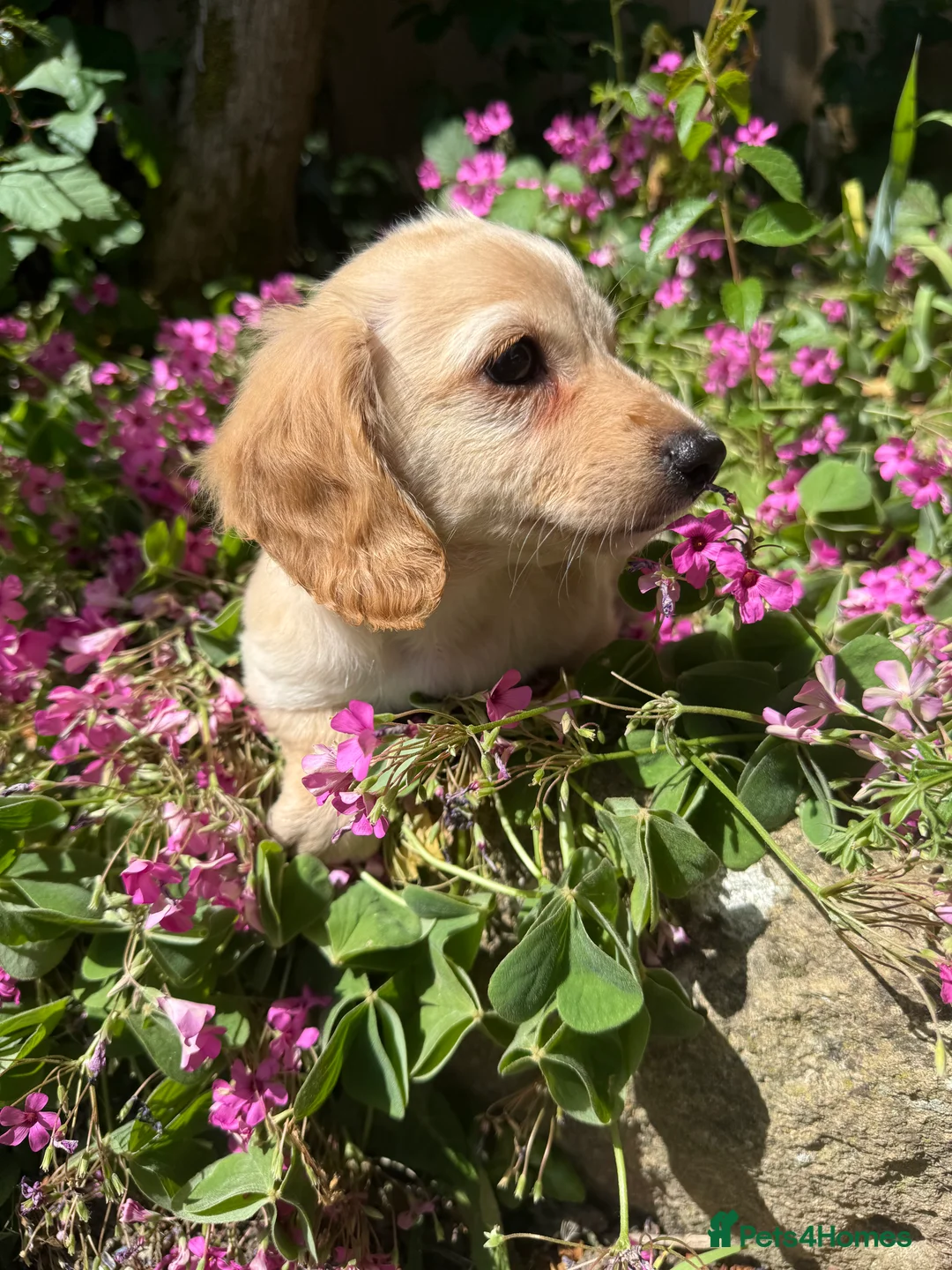 Miniature Dachshund dogs for sale: KC cream miniature long haired creams - Advert 10