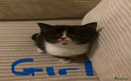 British Shorthair cats for sale: Cross half BRITISH shorthair kittens  - Advert 8