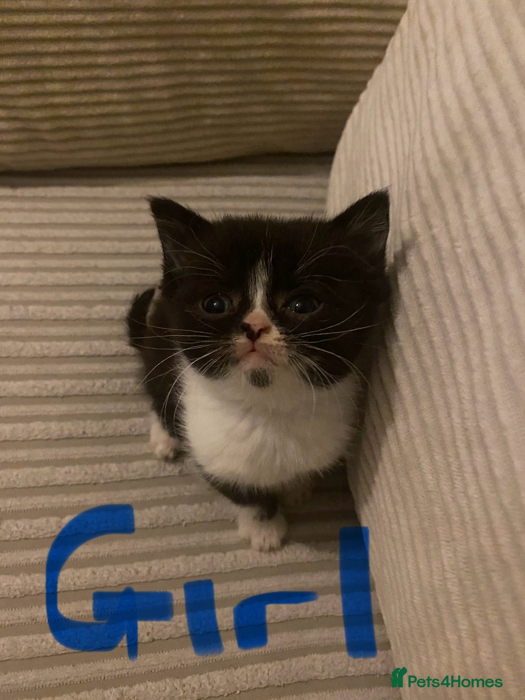 British Shorthair cats for sale: Cross half BRITISH shorthair kittens  - Advert 8