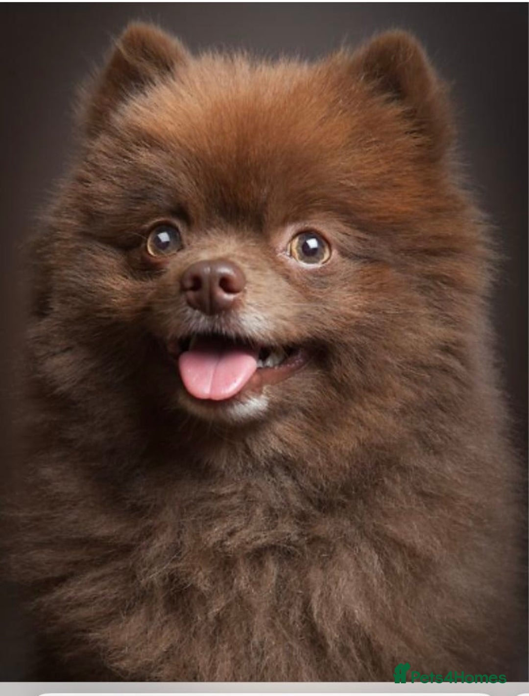 Pomeranian dogs for sale: POMERANIAN FEMALE KENNEL CLUB REGISTERED 🧸 FACES - Advert 10