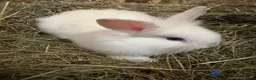 Mini Lion Lop rabbits for sale: Mini lion liops  - Advert 4